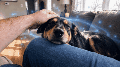 A calm dog that remains alert and recognizably themselves