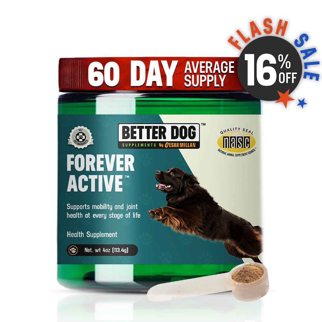Dog Health Concerns & Wellness – Better Dog USA – Better Dog