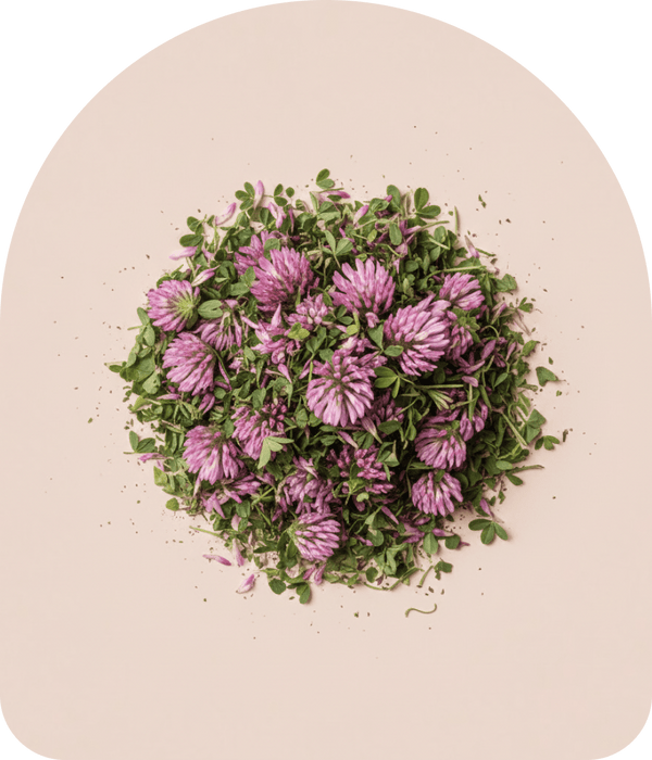 Red clover