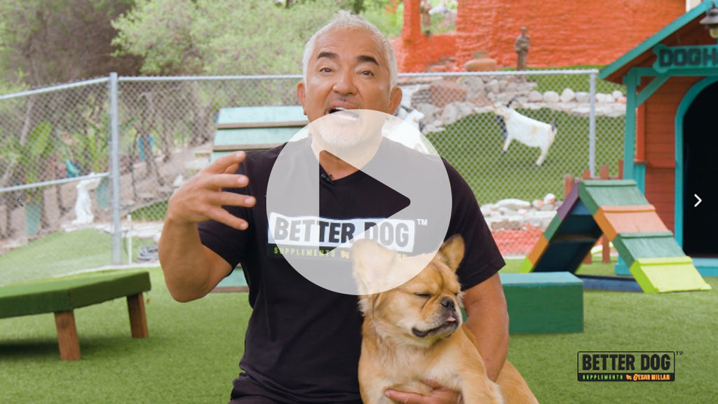 Happy-Go-Lucky Belly Video