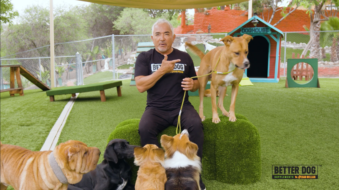 Calm Surrender Video