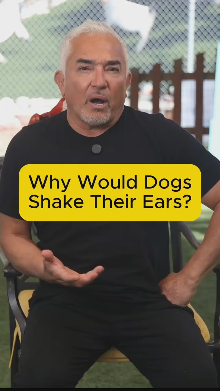 Is your dog constantly shaking their ears? It could be their way of communicating discomfort caused by dryness, irritation, buildup, or other causes.

Skin Magic supports dry, itchy skin from within with natural ingredients that help promote healthier skin and greater everyday comfort.