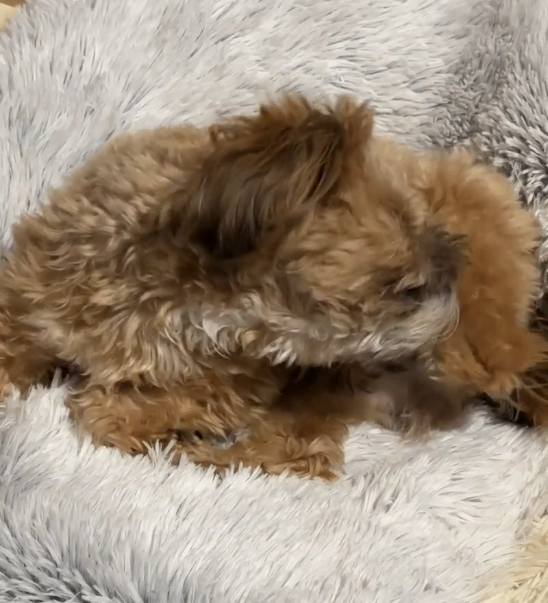 Dog resting